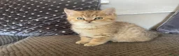 British Shorthair cats for sale: TICA reg - black golden spotted BSH boy - Advert 11