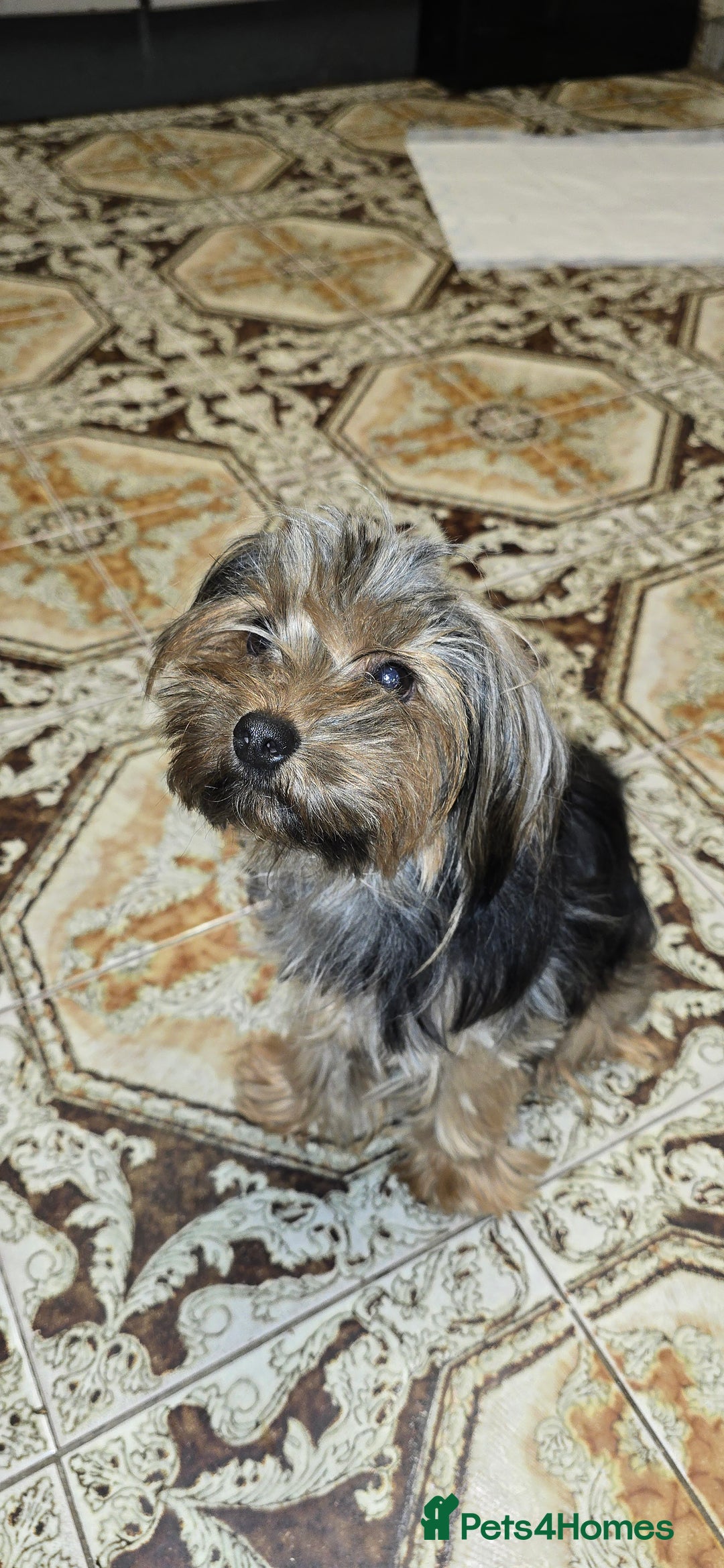 Yorkshire Terrier dogs for sale: Miniature Yorkshire Terrier  - Advert 2