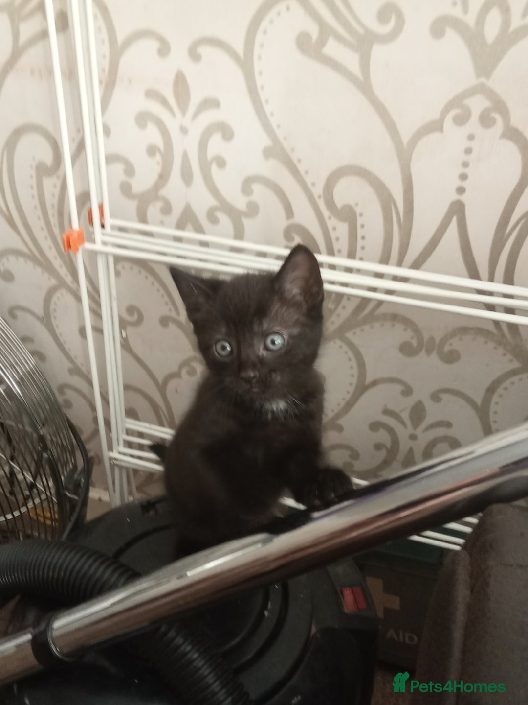 Mixed Breed cats for sale: 5 kittens ready to leave today  - Advert 3