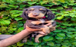 Cocker Spaniel dogs for sale: Brown and Tan cocker spaniel puppies - Image 3