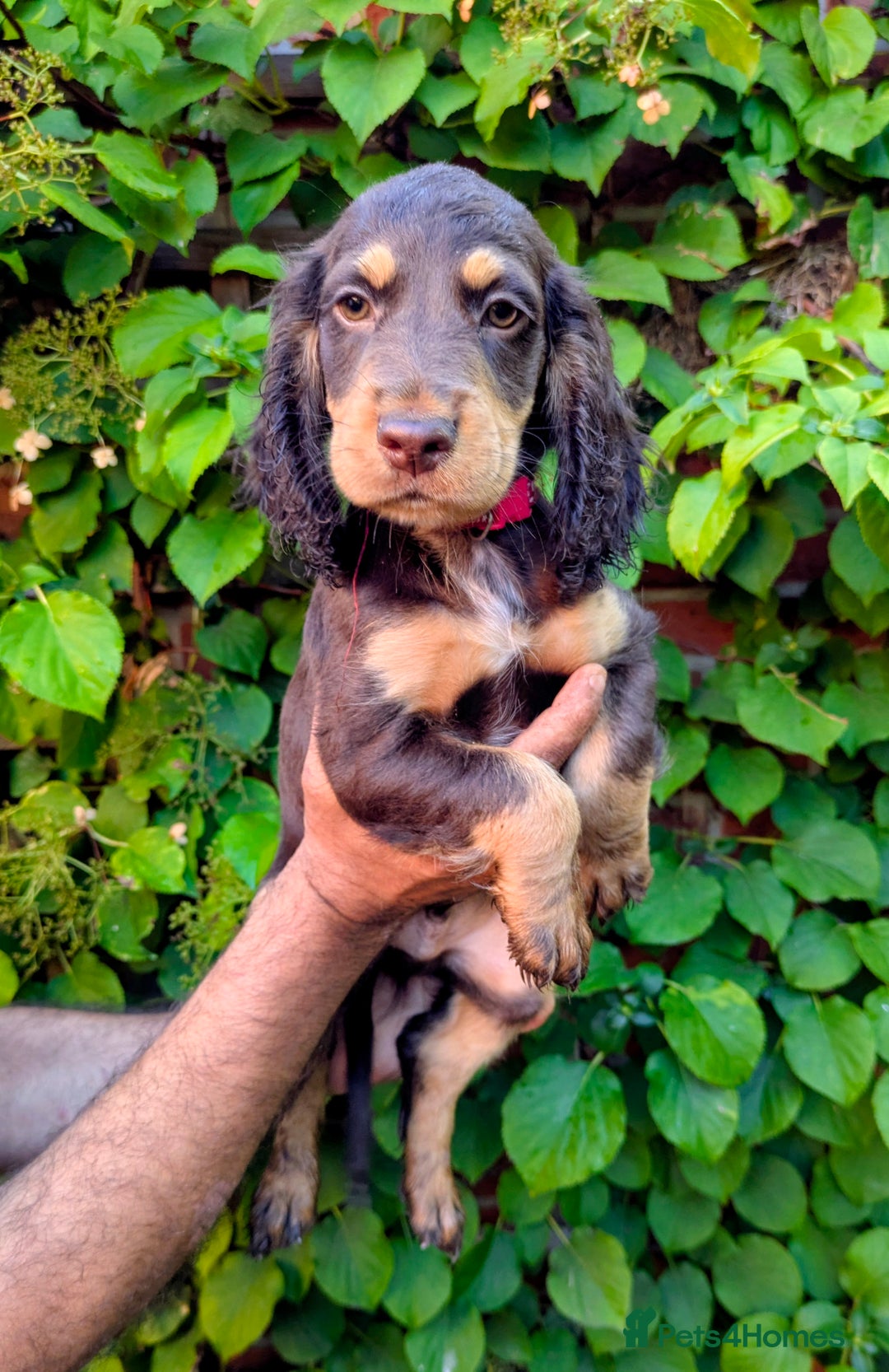 Cocker Spaniel dogs for sale: Brown and Tan cocker spaniel puppies - Image 3