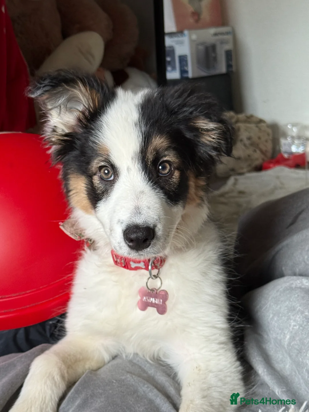 Border Collie dogs for sale: Tri border collie  - Advert 1