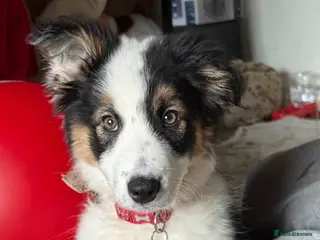 Border Collie dogs Tri border collie - Advert 1