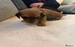 Mixed Breed dogs for sale: Schweenie pups  - Image 5