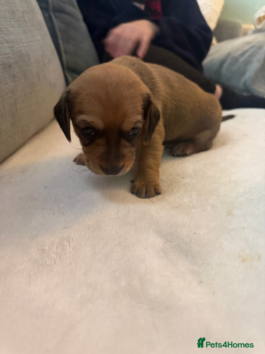 Mixed Breed dogs for sale: Schweenie pups  - Image 5