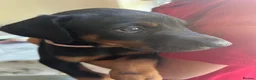 Dobermann dogs for sale: ❤️ Exceptional Family-Raised Doberman Puppies ❤️ - Advert 3