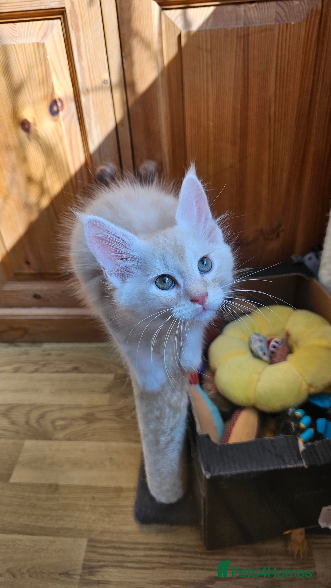 Maine Coon cats for sale: LARGE BREED Maine Coon cross  - Image 3