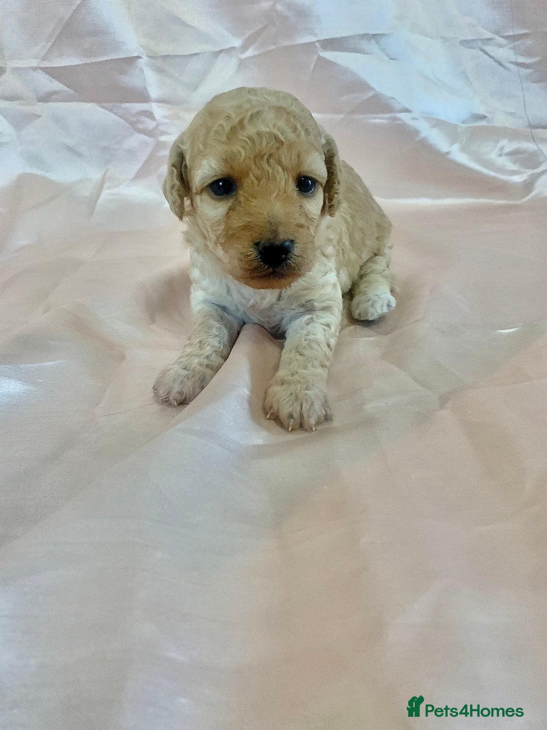 Miniature Poodle dogs for sale: Miniature poodles for sale  2 boys and 3 girls - Advert 4