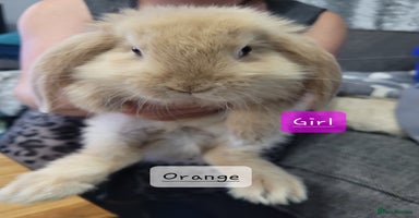 French Lop rabbits - Advert 5