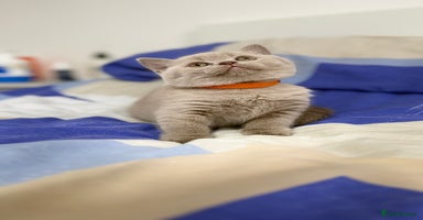 British Shorthair cats - Advert 7