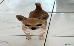 Chihuahua dogs for sale: KC Reg Crufts Qualified Smoothcoat little Boy  - Image 13