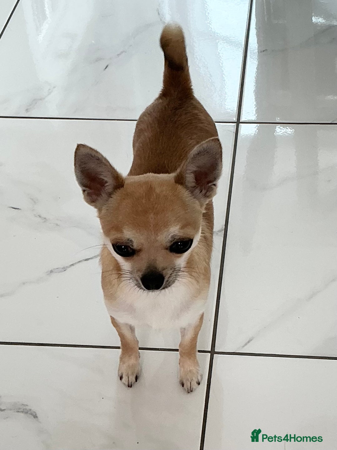 Chihuahua dogs for sale: KC Reg Crufts Qualified Smoothcoat little Boy  - Image 13