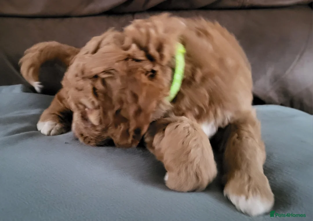 Goldendoodle dogs for sale: Goldendoodle-ONLY THIS BEAUTY LEFT  - Advert 10