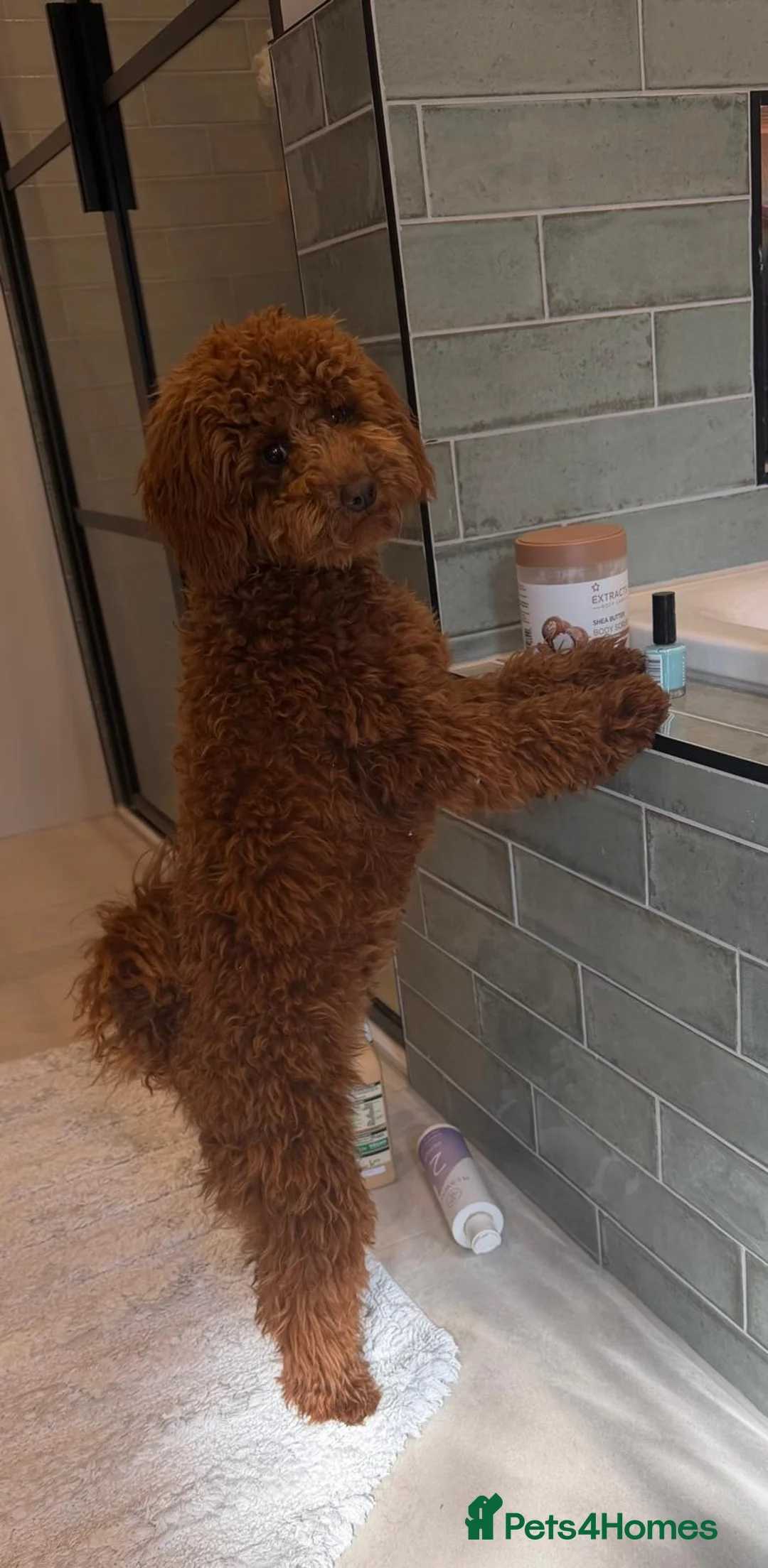 Miniature Poodle dogs for sale: Beautiful 6.5 months old red miniature poodle - Advert 2