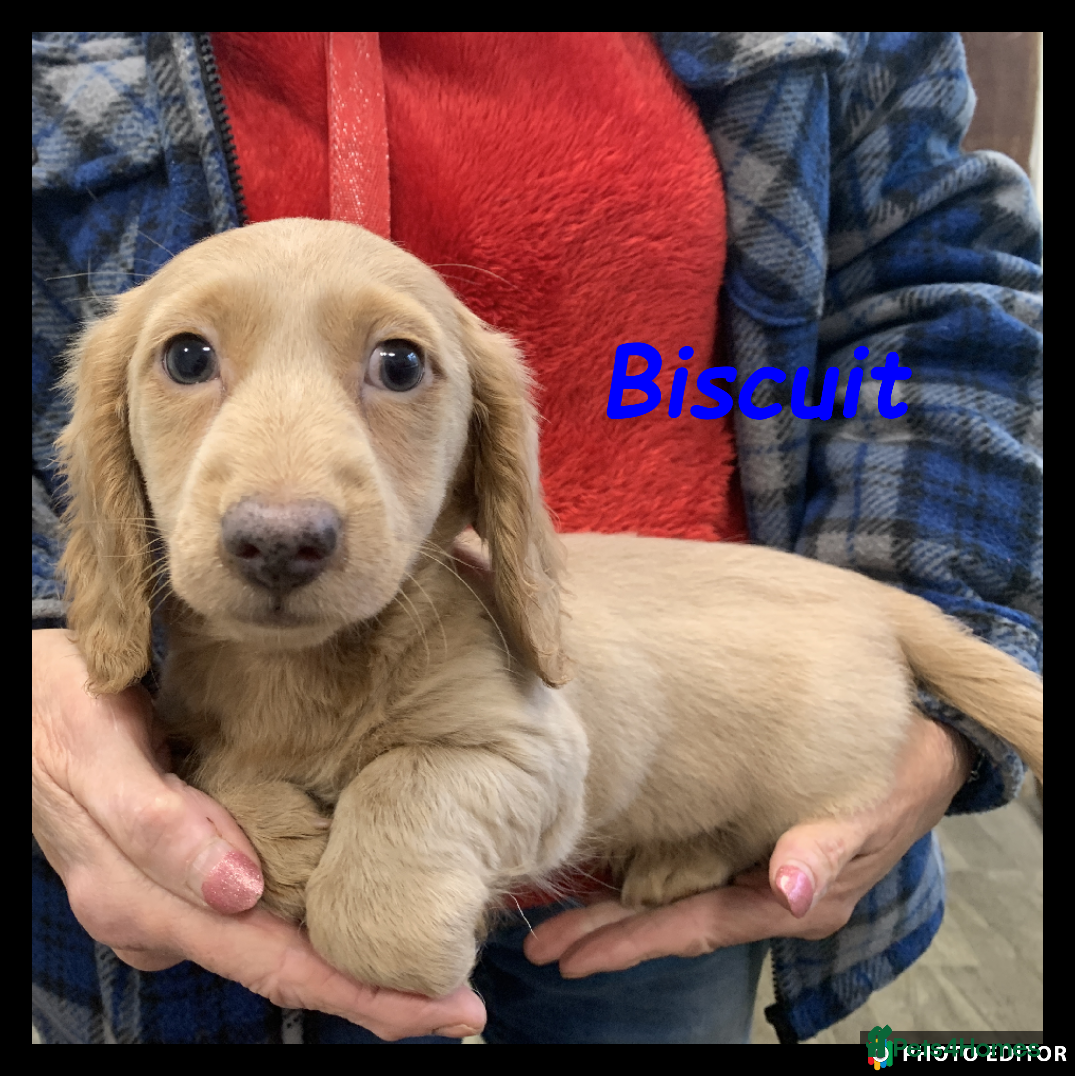 Miniature Dachshund dogs Rare Isabella Miniature Dachshund - Last one - Advert 2