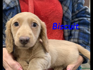 Miniature Dachshund dogs Beautiful Miniature Dachshunds. - Advert 2