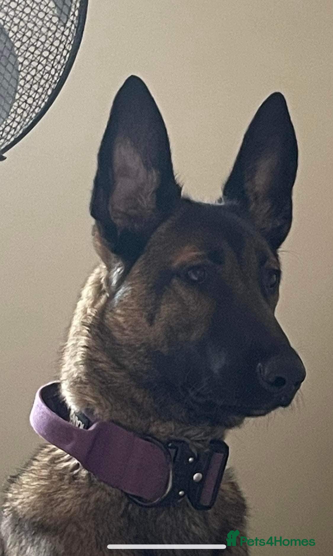 Belgian Shepherd Dog dogs Belgian Shepherd Malinois  - Advert 1