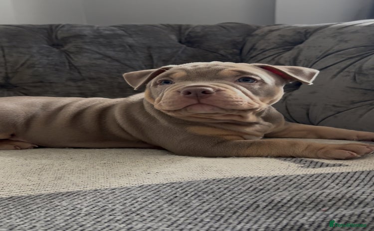 American Bully dogs - Advert 2