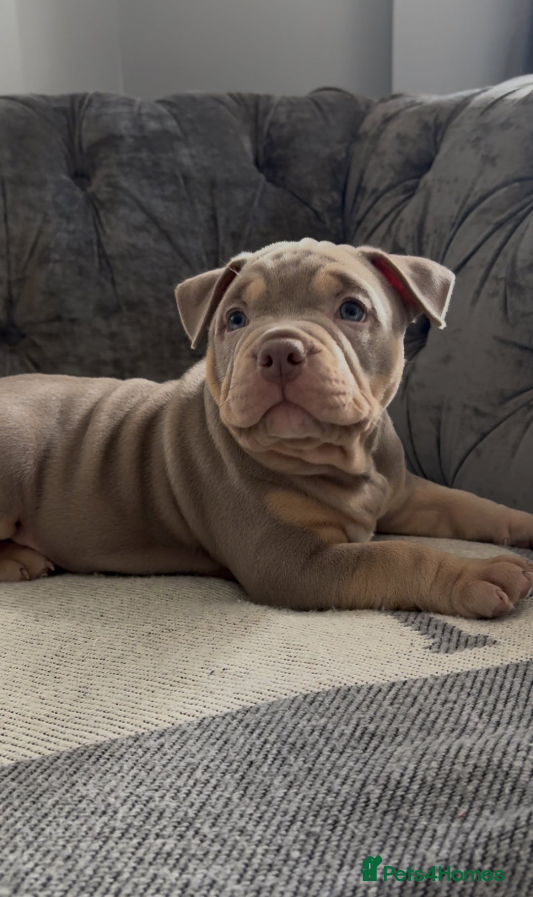 American Bully dogs for sale: ABKC REGISTERED POCKET BULLYS  - Image 1