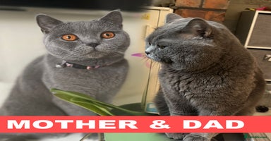 British Shorthair cats - Advert 9