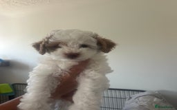 Cavapoo dogs for sale: 2 beautiful females needing a forever home ASAP!!! - Image 2