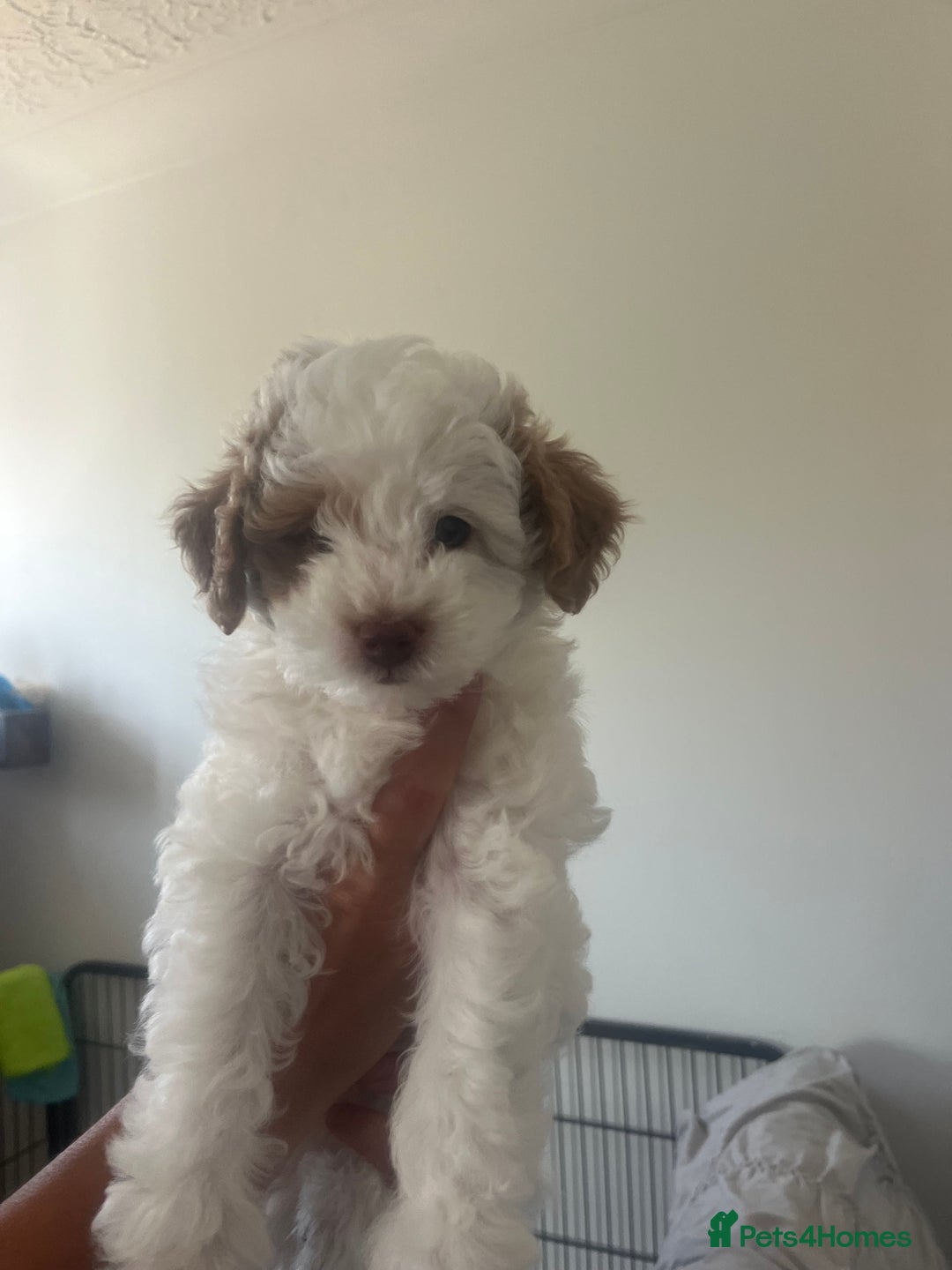 Cavapoo dogs for sale: 2 beautiful females needing a forever home ASAP!!! - Image 2