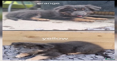 German Shepherd dogs - Advert 10