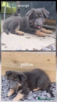 German Shepherd dogs - Advert 4