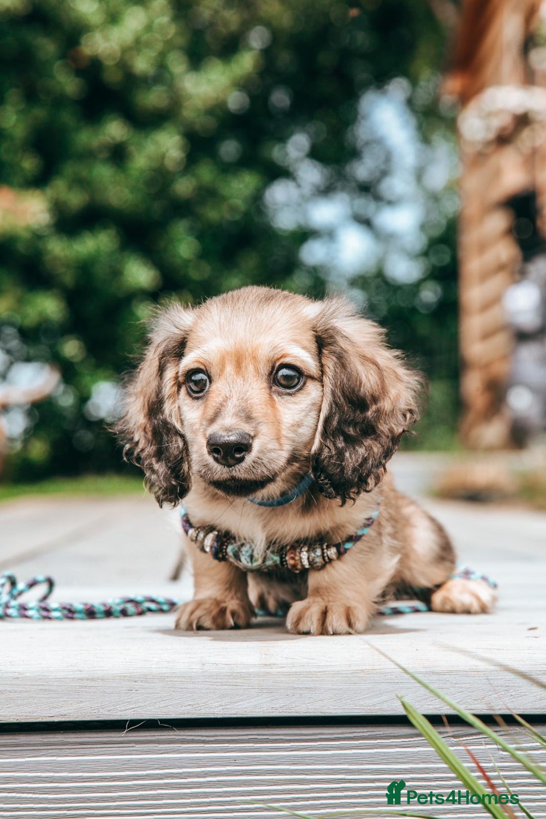 Miniature Dachshund dogs for sale: CREAM MINIATURE DACHSHUNDS CHAMPION PEDIGREE  - Image 29