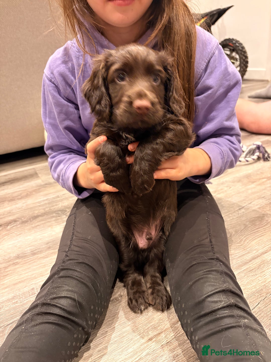 Cocker Spaniel dogs for sale: Available this week 2 beautiful spaniel puppies  - Advert 2