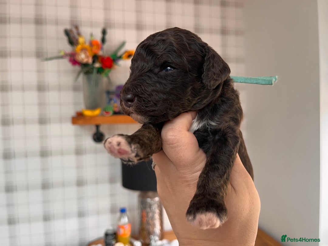 Australian Labradoodle dogs for sale: Home raised, DNA tested, Australian Labradoodles - Image 32