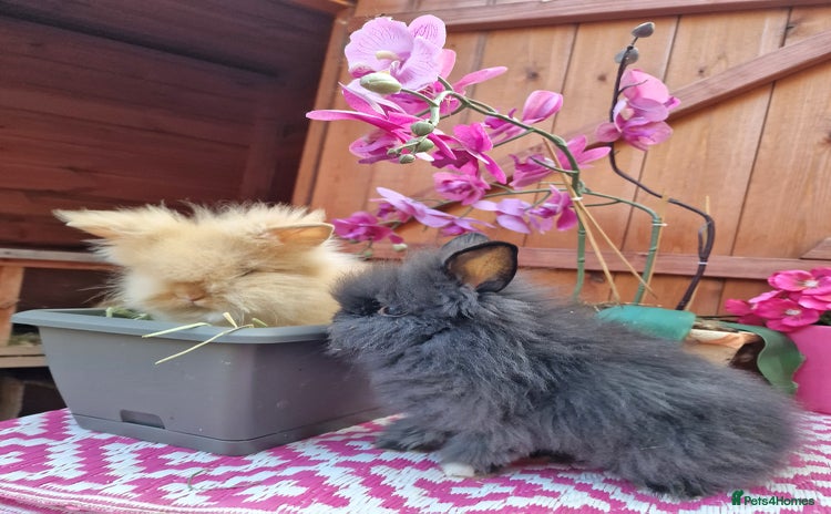 Mini Lion Lop rabbits - Advert 2