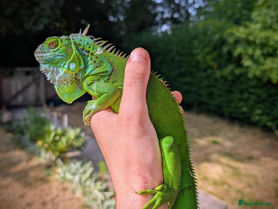 Iguana reptiles for sale: Young Male iguana + Enclosure  - Advert 1