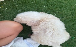 Cockapoo dogs for sale: F2  cockapoo puppies  - Image 15