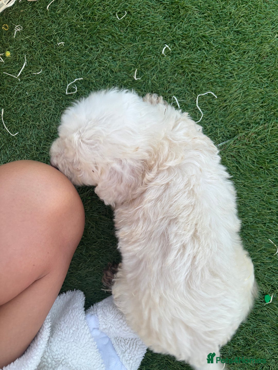 Cockapoo dogs for sale: F2  cockapoo puppies  - Image 15