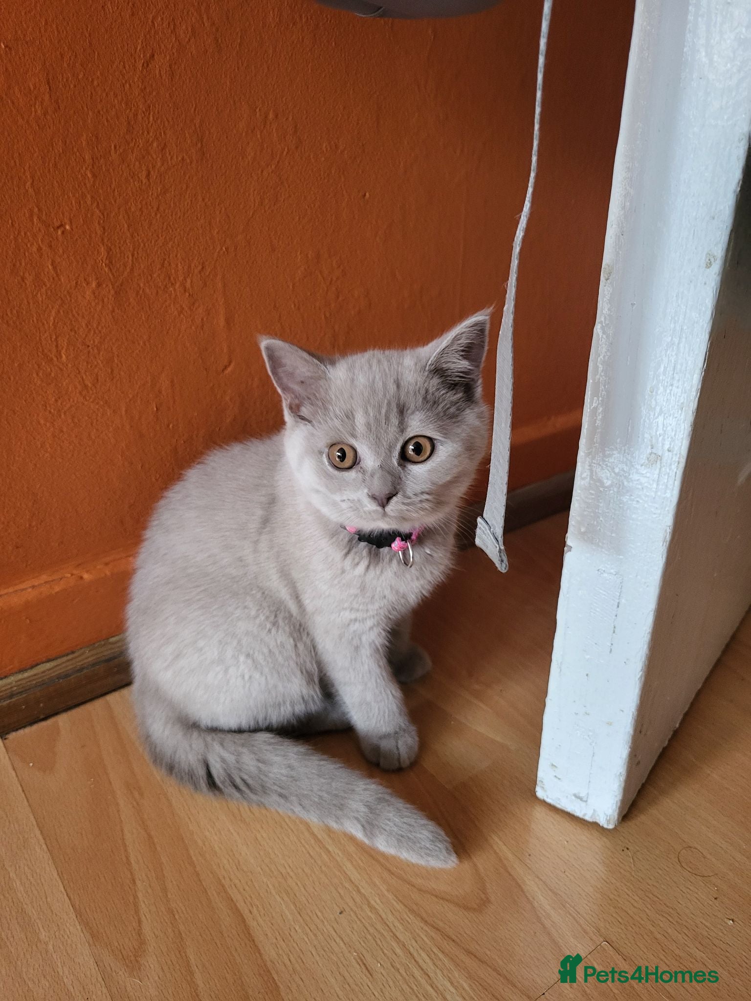 British Shorthair cats 4 adorable British Shorthair kittens - Advert 3