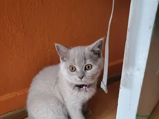 British Shorthair cats 4 adorable British Shorthair kittens - Advert 3