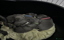 Staffordshire Bull Terrier dogs for sale: Staffordshire bull terrier puppies for sale  - Image 3