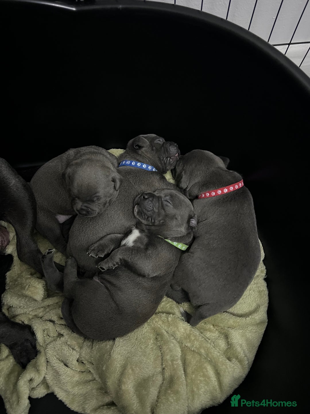 Staffordshire Bull Terrier dogs for sale: Staffordshire bull terrier puppies for sale  - Image 3
