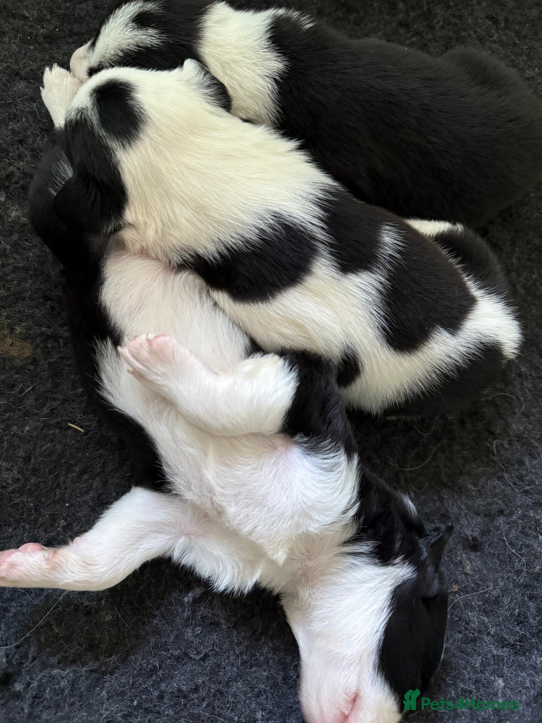 Border Collie dogs for sale: Border collie puppies seeking working/active homes - Advert 2