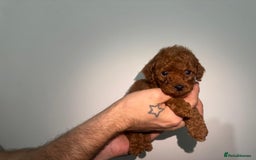 Miniature Poodle dogs for sale: 🐩 Outstanding Deep Red Miniature Poodle Puppies  - Image 11