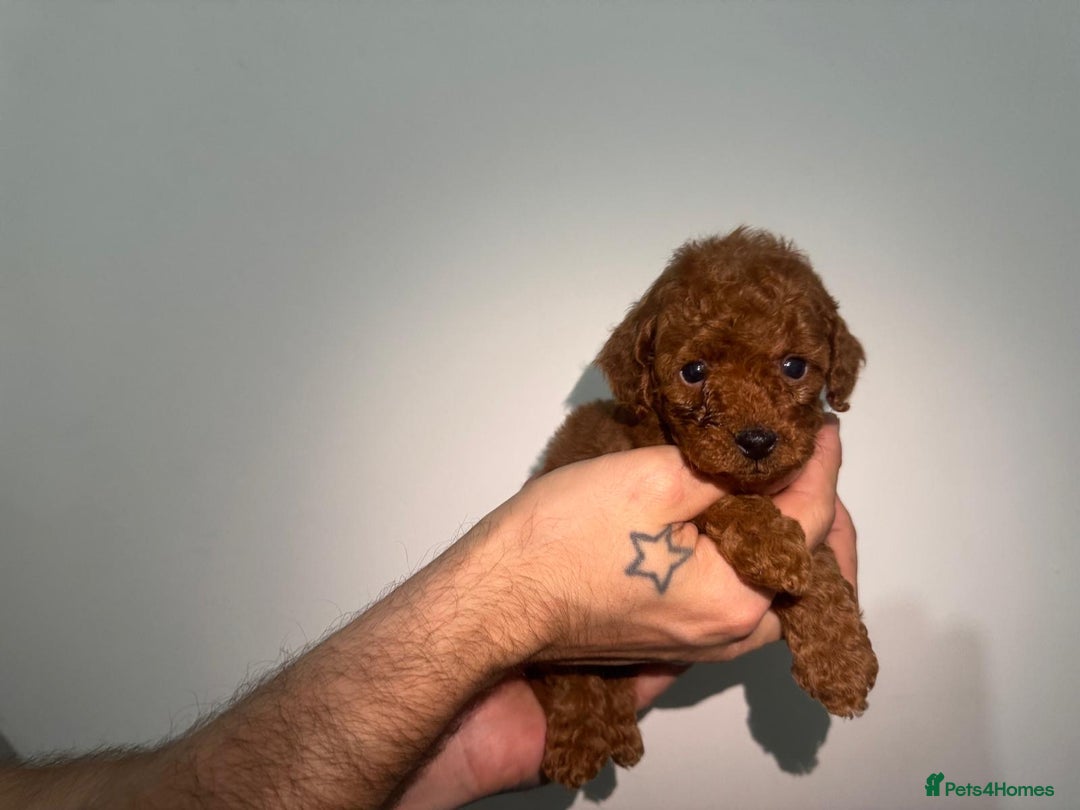 Miniature Poodle dogs for sale: 🐩 Outstanding Deep Red Miniature Poodle Puppies  - Image 11