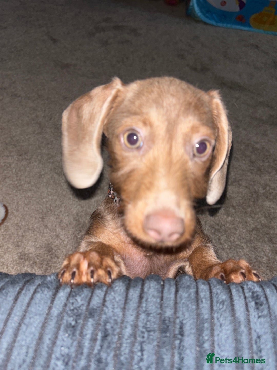 Miniature Dachshund dogs for sale: Miniature daschund  - Image 2