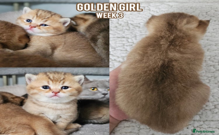 British Shorthair cats - Advert 12