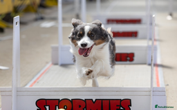 Border Collie dogs for stud: Health tested Blue Tricolour Border Collie Stud  - Image 7