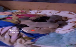 Mixed Breed dogs for sale: Beautiful freelance bulldogs  - Advert 3