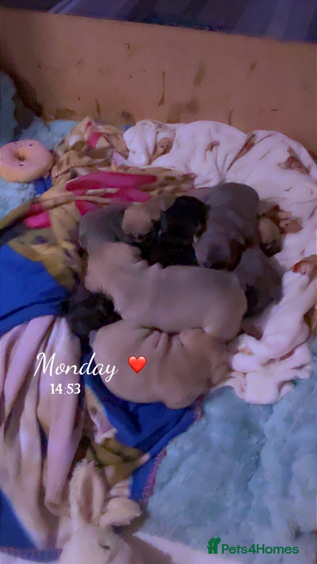 Mixed Breed dogs for sale: Beautiful freelance bulldogs  - Advert 3