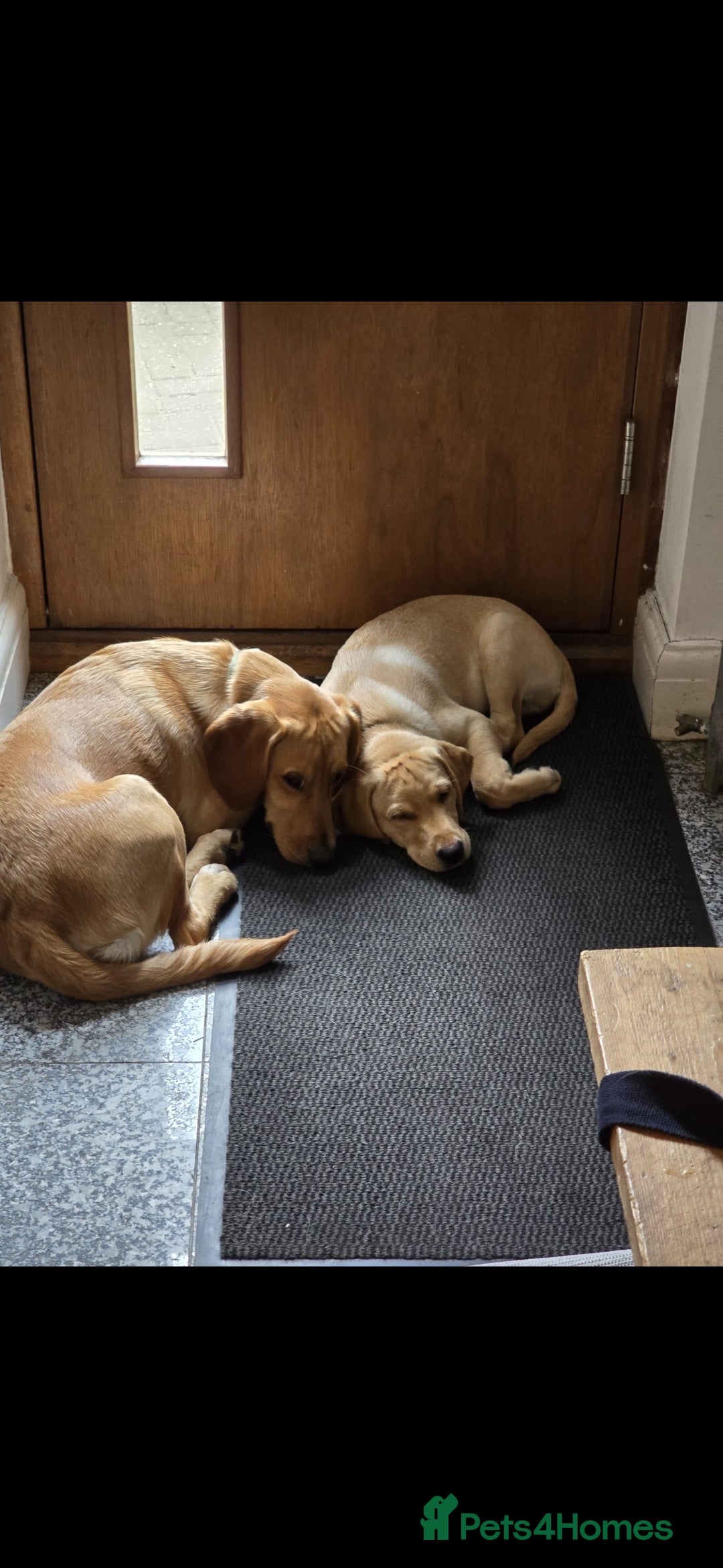 Labrador Retriever dogs for sale: 💛 Loving Home Wanted - Image 4