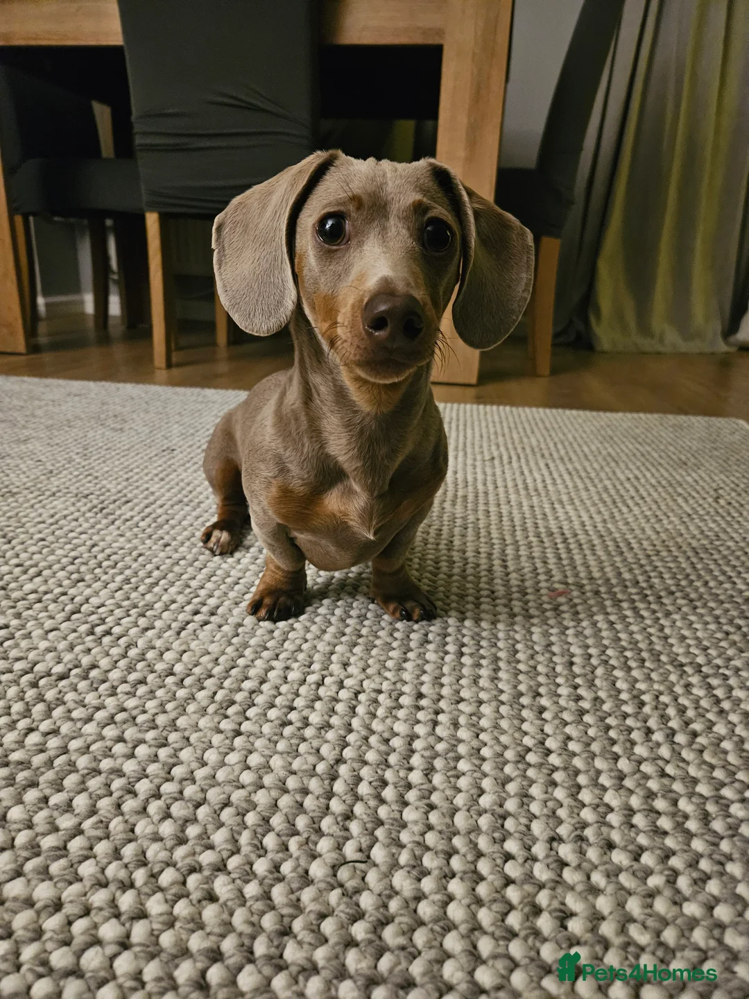 Miniature Dachshund dogs for sale: 8 month old miniature dachshund  - Advert 6