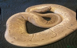 Python Snake reptiles for sale: Female royal pythons - Image 8